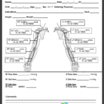 Carotid Ultrasound Report Template